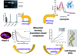 Graphical abstract: DNA/lysozyme binding propensity and nuclease properties of benzimidazole/2,2′-bipyridine based binuclear ternary transition metal complexes