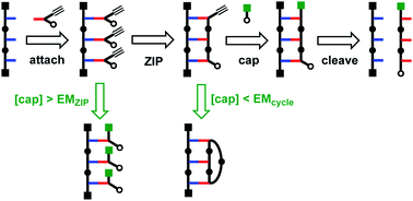 Graphical abstract: Cap control: cyclic versus linear oligomerisation in covalent template-directed synthesis