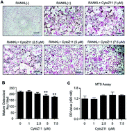 Graphical abstract: Cytochalasin Z11 inhibits RANKL-induced osteoclastogenesis via suppressing NFATc1 activation