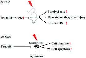 Graphical abstract: The protective effect of propofol on ionizing radiation-induced hematopoietic system damage in mice
