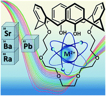 Graphical abstract: A comparative evaluation of calix[4]arene-1,3-crown-6 as a ligand for selected divalent cations of radiopharmaceutical interest