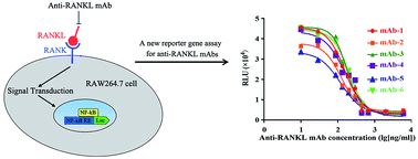 Graphical abstract: A simple and robust reporter gene assay for measuring the bioactivity of anti-RANKL therapeutic antibodies