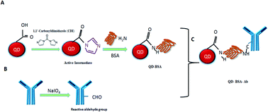 Graphical abstract: Biocompatible quantum dot-antibody conjugate for cell imaging, targeting and fluorometric immunoassay: crosslinking, characterization and applications