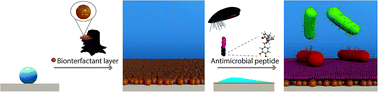 Graphical abstract: Functionalization of hydrophobic surfaces with antimicrobial peptides immobilized on a bio-interfactant layer