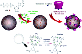 Graphical abstract: New insights on the supramolecular structure of highly porous core–shell drug nanocarriers using solid-state NMR spectroscopy