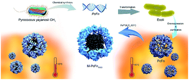 Graphical abstract: Thermostable iron oxide nanoparticle synthesis within recombinant ferritins from the hyperthermophile Pyrococcus yayanosii CH1