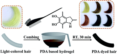 Graphical abstract: Melanin-mimetic multicolor and low-toxicity hair dye
