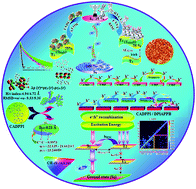 Graphical abstract: Strategic tuning of excited-state properties of electroluminescent materials with enhanced hot exciton mixing