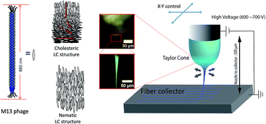 Graphical abstract: Bacteriophage nanofiber fabrication using near field electrospinning
