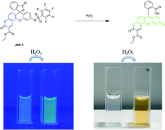 Graphical abstract: A novel ratiometric fluorescent probe for rapid detection of hydrogen peroxide in living cells