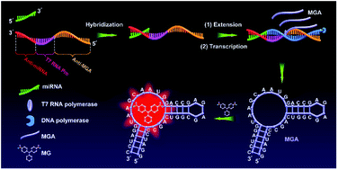Graphical abstract: A label-free aptamer-based biosensor for microRNA detection by the RNA-regulated fluorescence of malachite green