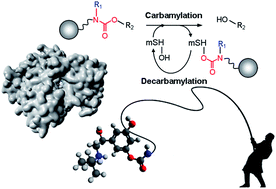 Graphical abstract: Kinetically-controlled mechanism-based isolation of metabolic serine hydrolases in active form from complex proteomes: butyrylcholinesterase as a case study