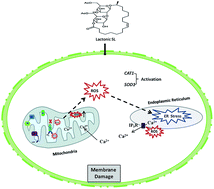 Graphical abstract: Sophorolipid exhibits antifungal activity by ROS mediated endoplasmic reticulum stress and mitochondrial dysfunction pathways in Candida albicans