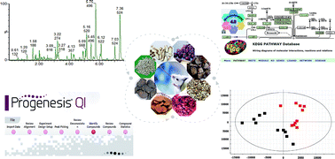 Graphical abstract: High-throughput liquid chromatography mass-spectrometry-driven lipidomics discover metabolic biomarkers and pathways as promising targets to reveal the therapeutic effects of the Shenqi pill