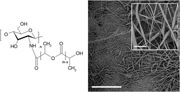 Graphical abstract: Chitosan-g-oligo/polylactide copolymer non-woven fibrous mats containing protein: from solid-state synthesis to electrospinning