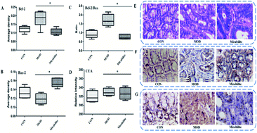 Graphical abstract: Ultra-performance liquid chromatography/mass spectrometry technology and high-throughput metabolomics for deciphering the preventive mechanism of mirabilite on colorectal cancer via the modulation of complex metabolic networks