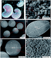 Graphical abstract: Convenient synthesis of uncovered imprinted microspheres by Ganoderma lucidum spore-stabilized pickering emulsion polymerization and their enhanced recognition of spiramycin