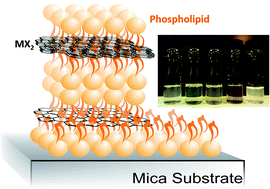 Graphical abstract: Biofunctional few-layer metal dichalcogenides and related heterostructures produced by direct aqueous exfoliation using phospholipids