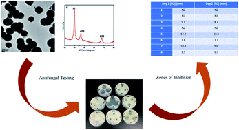 Graphical abstract: Synthesis, characterization and antifungal activities of eco-friendly palladium nanoparticles