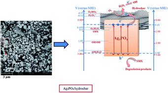Graphical abstract: Key role of hydrochar in heterogeneous photocatalytic degradation of sulfamethoxazole using Ag3PO4-based photocatalysts