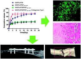 Graphical abstract: Sustained delivery of PlGF-2123-144*-fused BMP2-related peptide P28 from small intestinal submucosa/polylactic acid scaffold material for bone tissue regeneration