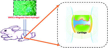 Graphical abstract: Pulse electromagnetic fields enhance the repair of rabbit articular cartilage defects with magnetic nano-hydrogel