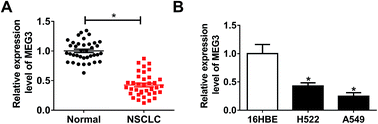 Graphical abstract: Retracted Article: Long non-coding RNA MEG3 inhibits cell proliferation, migration, invasion and enhances apoptosis in non-small cell lung cancer cells by regulating the miR-31-5p/TIMP3 axis