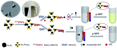 Graphical abstract: Sensitive colorimetric detection of ochratoxin A by a dual-functional Au/Fe3O4 nanohybrid-based aptasensor
