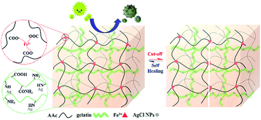 Graphical abstract: A simple one-pot fabrication of silver loaded semi-interpenetrating polymer network (IPN) hydrogels with self-healing and bactericidal abilities