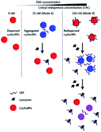 Graphical abstract: Cysteamine-coated gold nanoparticles for bimodal colorimetric detection with inverse sensitivity: a proof-of-concept with lysozyme