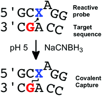 Graphical abstract: Selective covalent capture of a DNA sequence corresponding to a cancer-driving C>G mutation in the KRAS gene by a chemically reactive probe: optimizing a cross-linking reaction with non-canonical duplex structures