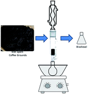 Graphical abstract: Direct biodiesel production from wet spent coffee grounds