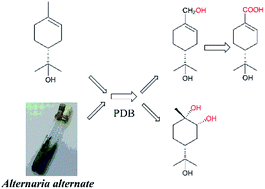 Graphical abstract: Biotransformation of α-terpineol by Alternaria alternata