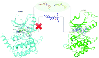 Graphical abstract: Molecular modeling provides a structural basis for PERK inhibitor selectivity towards RIPK1