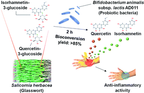 Graphical abstract: Microbial biocatalysis of quercetin-3-glucoside and isorhamnetin-3-glucoside in Salicornia herbacea and their contribution to improved anti-inflammatory activity