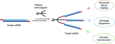 Graphical abstract: Design, synthesis and evaluation of novel, branched trident small interfering RNA nanostructures for sequence-specific RNAi activity