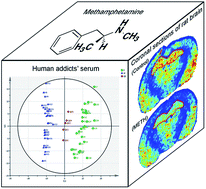 Graphical abstract: Metabolomics profiling of methamphetamine addicted human serum and three rat brain areas