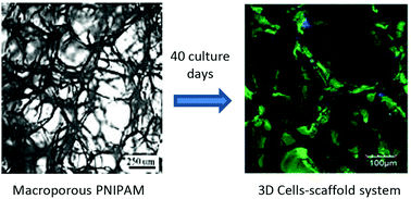 Graphical abstract: Mechanical and physicochemical behavior of a 3D hydrogel scaffold during cell growth and proliferation