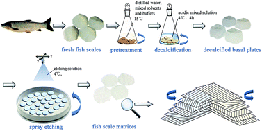 Graphical abstract: The lamellar structure and biomimetic properties of a fish scale matrix