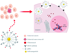 Graphical abstract: Colorectal cancer stem cells: a review of targeted drug delivery by gold nanoparticles