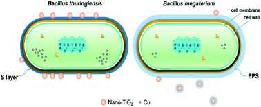 Graphical abstract: Effect of TiO2-nanoparticles on copper toxicity to bacteria: role of bacterial surface