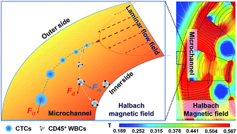 Graphical abstract: Dynamic Halbach array magnet integrated microfluidic system for the continuous-flow separation of rare tumor cells