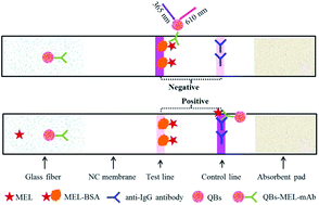 Graphical abstract: Immunochromatographic assay for melamine based on luminescent quantum dot beads as signaling probes