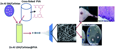 Graphical abstract: Chemisorption and sustained release of cefotaxime between a layered double hydroxide and polyvinyl alcohol nanofibers for enhanced efficacy against second degree burn wound infection