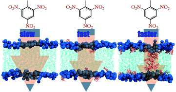 Graphical abstract: Collective absorption of 2,4,6-trinitrotoluene into lipid membranes and its effects on bilayer properties. A computational study