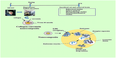 Graphical abstract: Collagen–curcumin nanocomposites showing an enhanced neuroprotective effect against short term focal cerebral ischemia