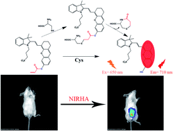 Graphical abstract: Near-infrared turn-on fluorescent probe for discriminative detection of Cys and application in in vivo imaging