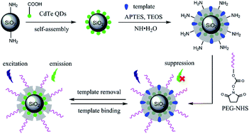 Graphical abstract: PEGylation of protein-imprinted nanocomposites sandwiching CdTe quantum dots with enhanced fluorescence sensing selectivity