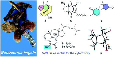 Graphical abstract: Unusual constituents from the medicinal mushroom Ganoderma lingzhi