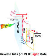 Graphical abstract: P3HT-based visible-light organic photodetectors using PEI/PAA multilayers as a p-type buffer layer